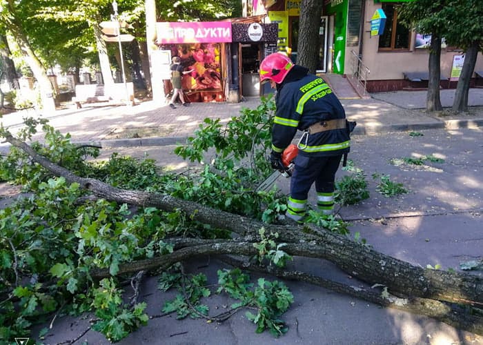Повалене дерево