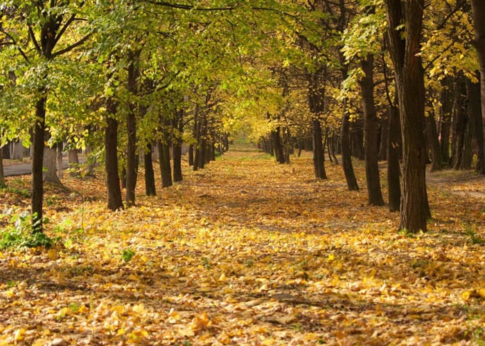 Вінницький Лісопарк осінню